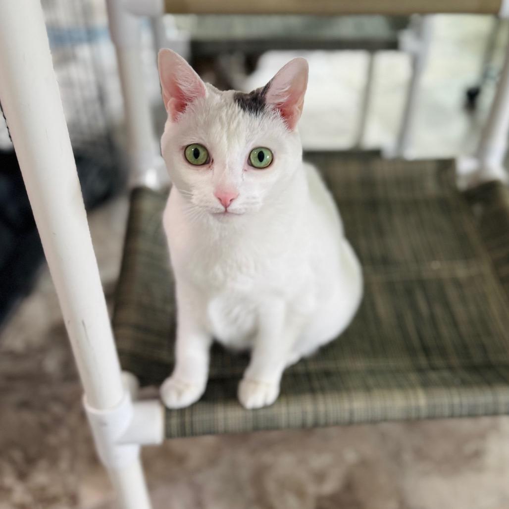 Miranda — thumbnail 4