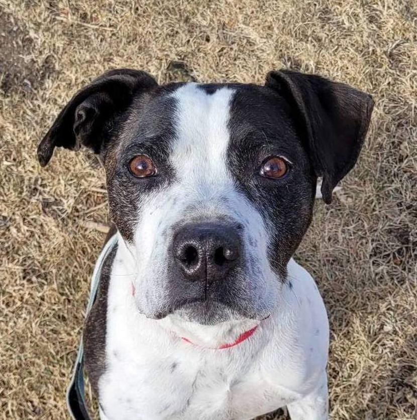 Zeus, ADOPTABLE, Senior Male Pit Bull Terrier.