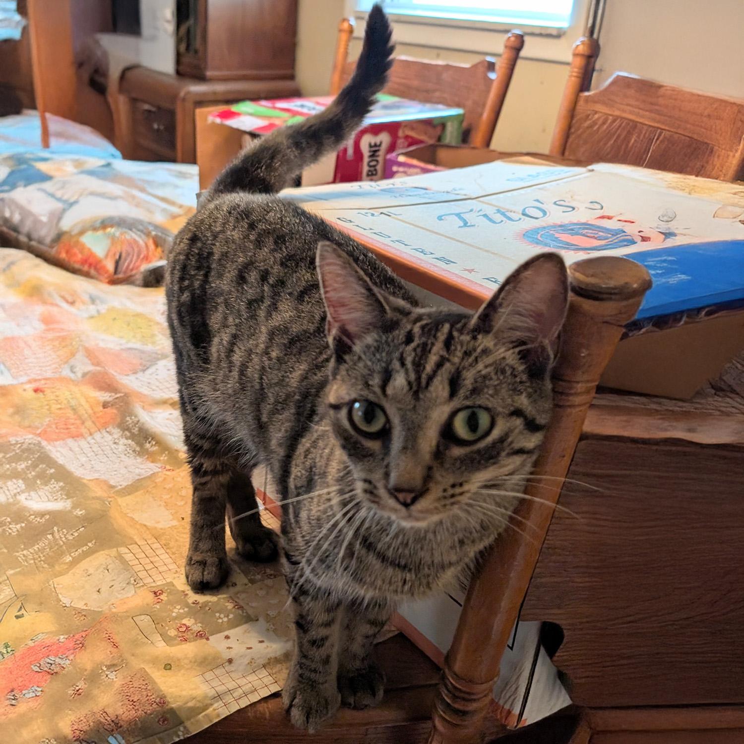 Reena, a Adoptable mixed breed in Somerset, KY image 4/4