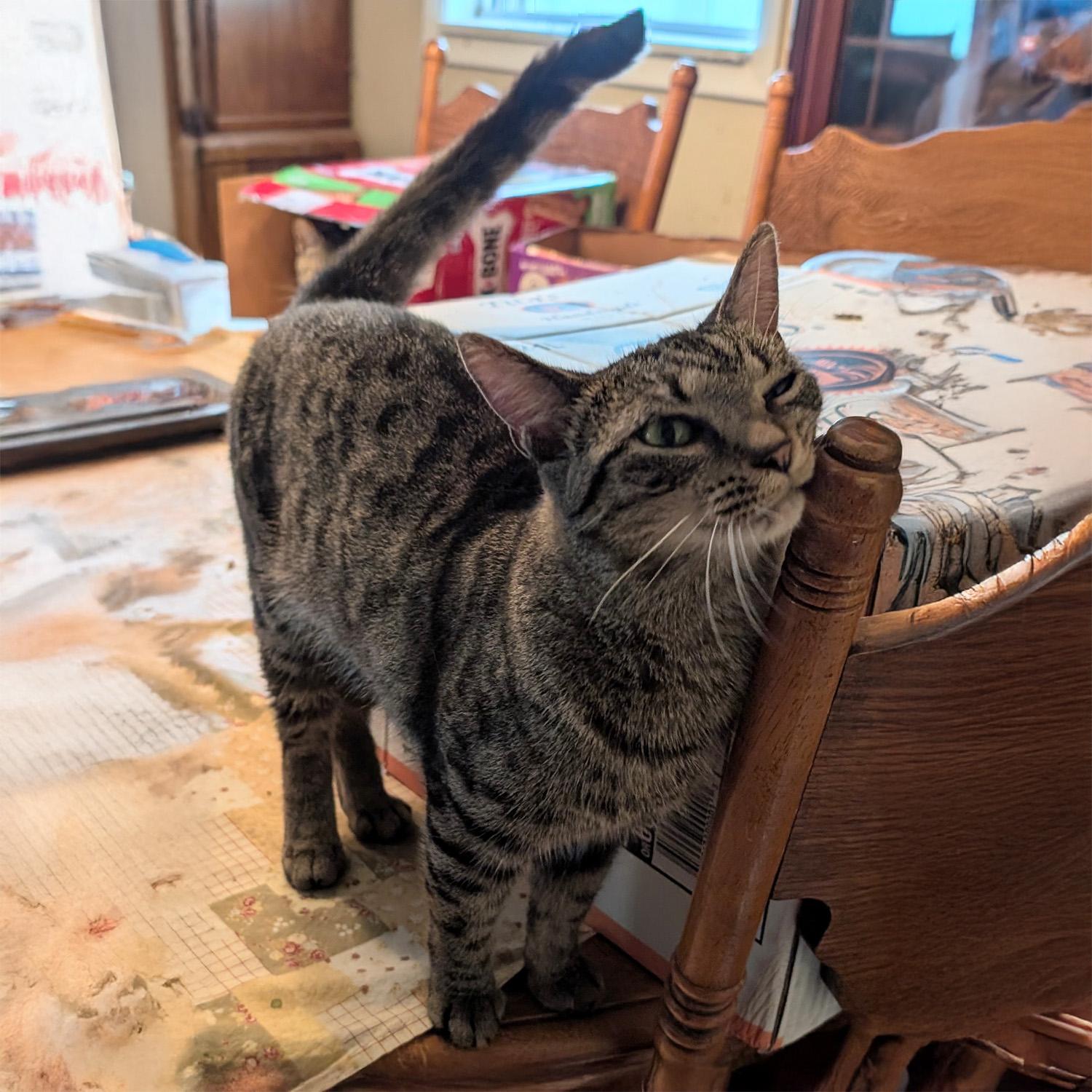 Reena, a Adoptable mixed breed in Somerset, KY image 3/4