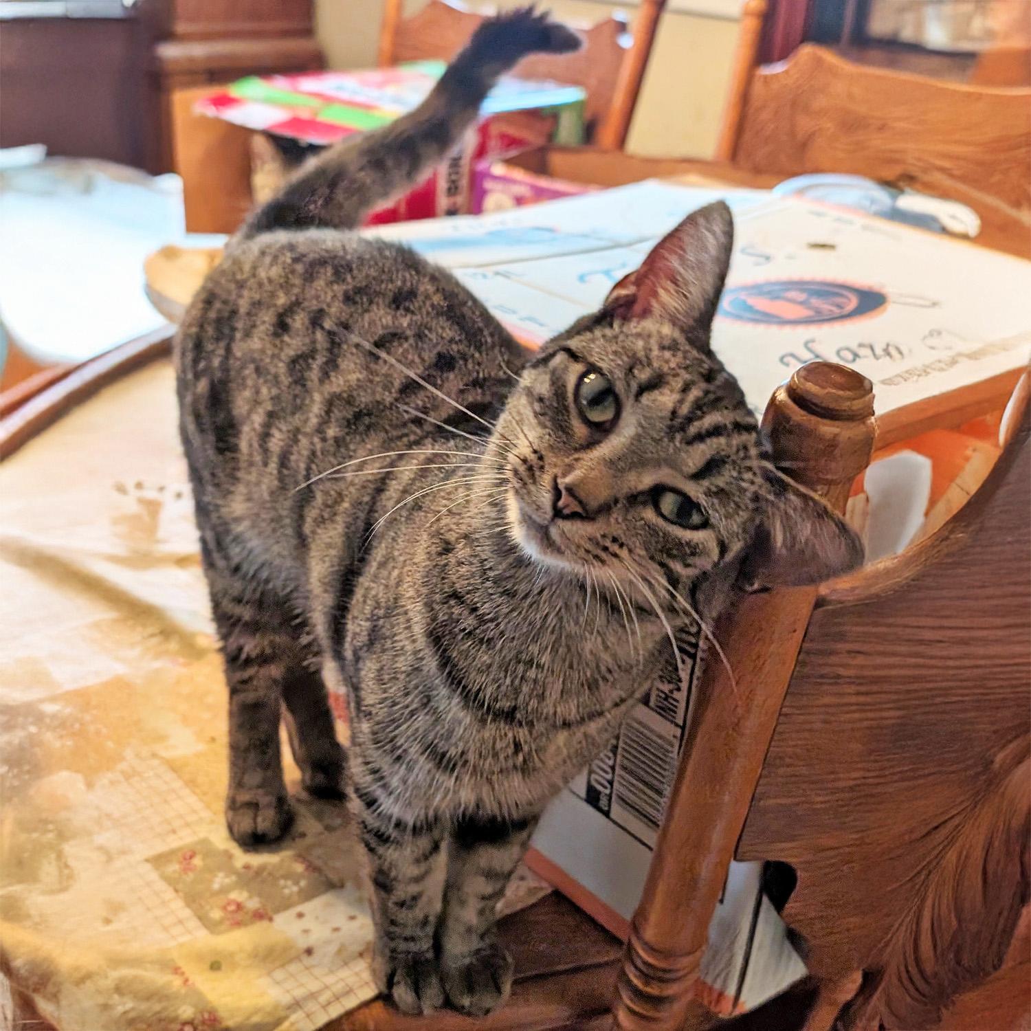 Reena, a Adoptable mixed breed in Somerset, KY image 1/4