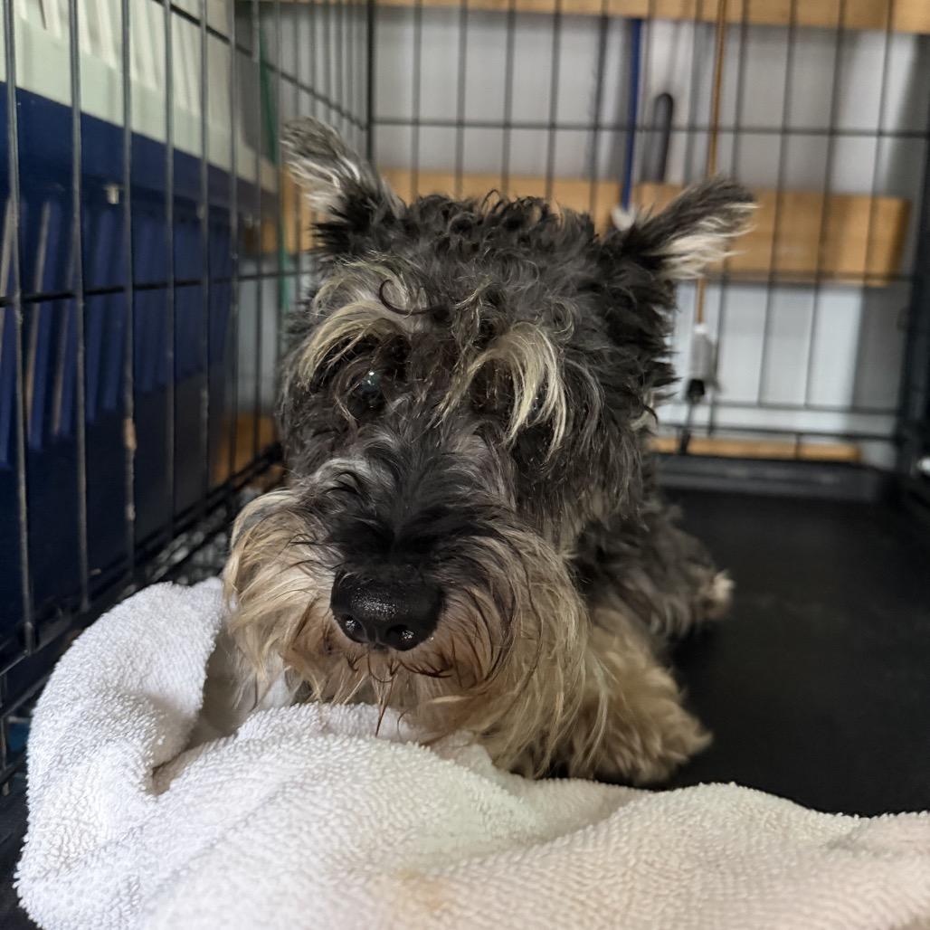 Enlarge Shadow, a Adoptable Miniature Schnauzer in Northbrook, IL image 1/1