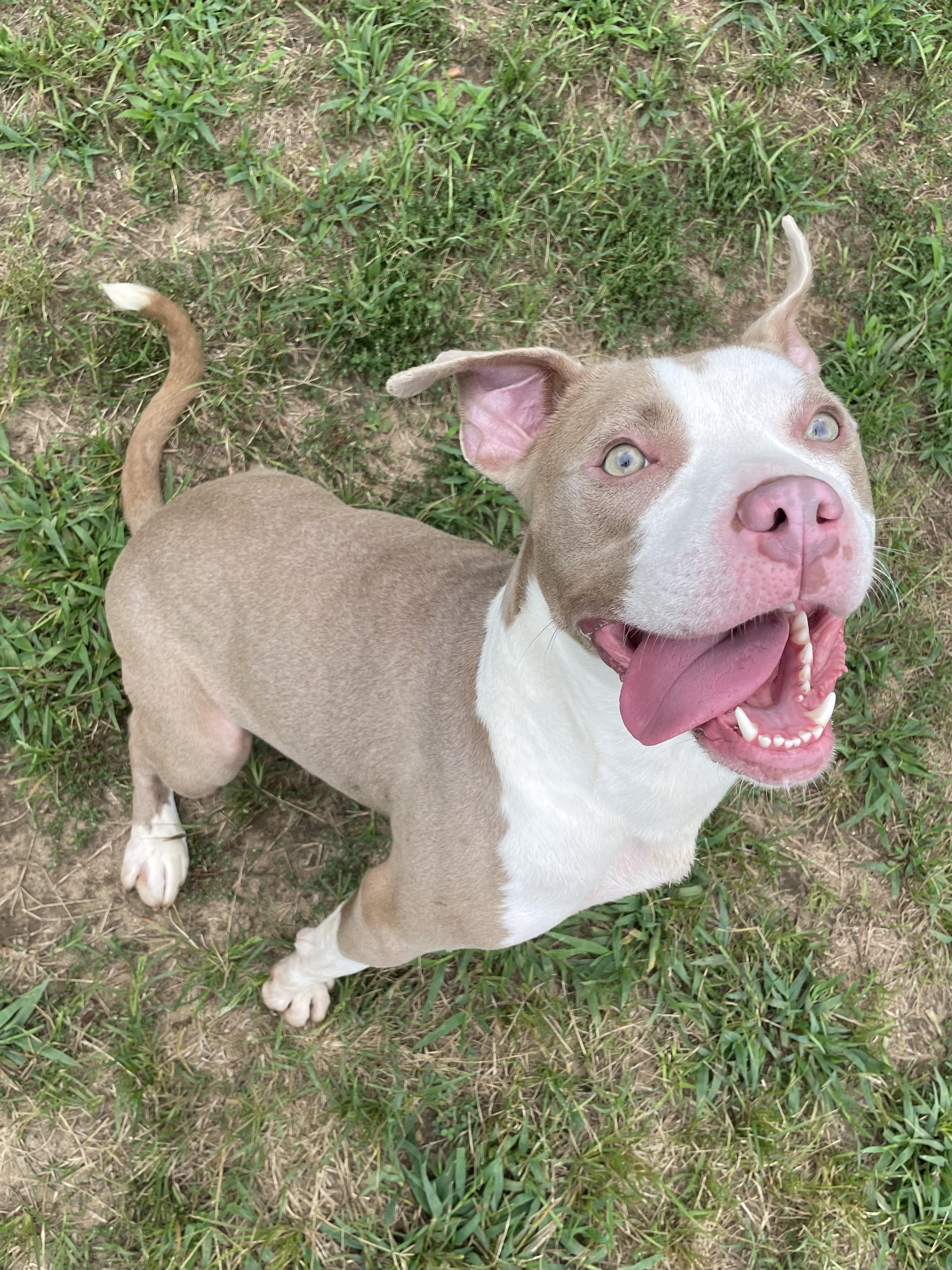 Willa, Adoptable, Adult Female Mixed Breed.