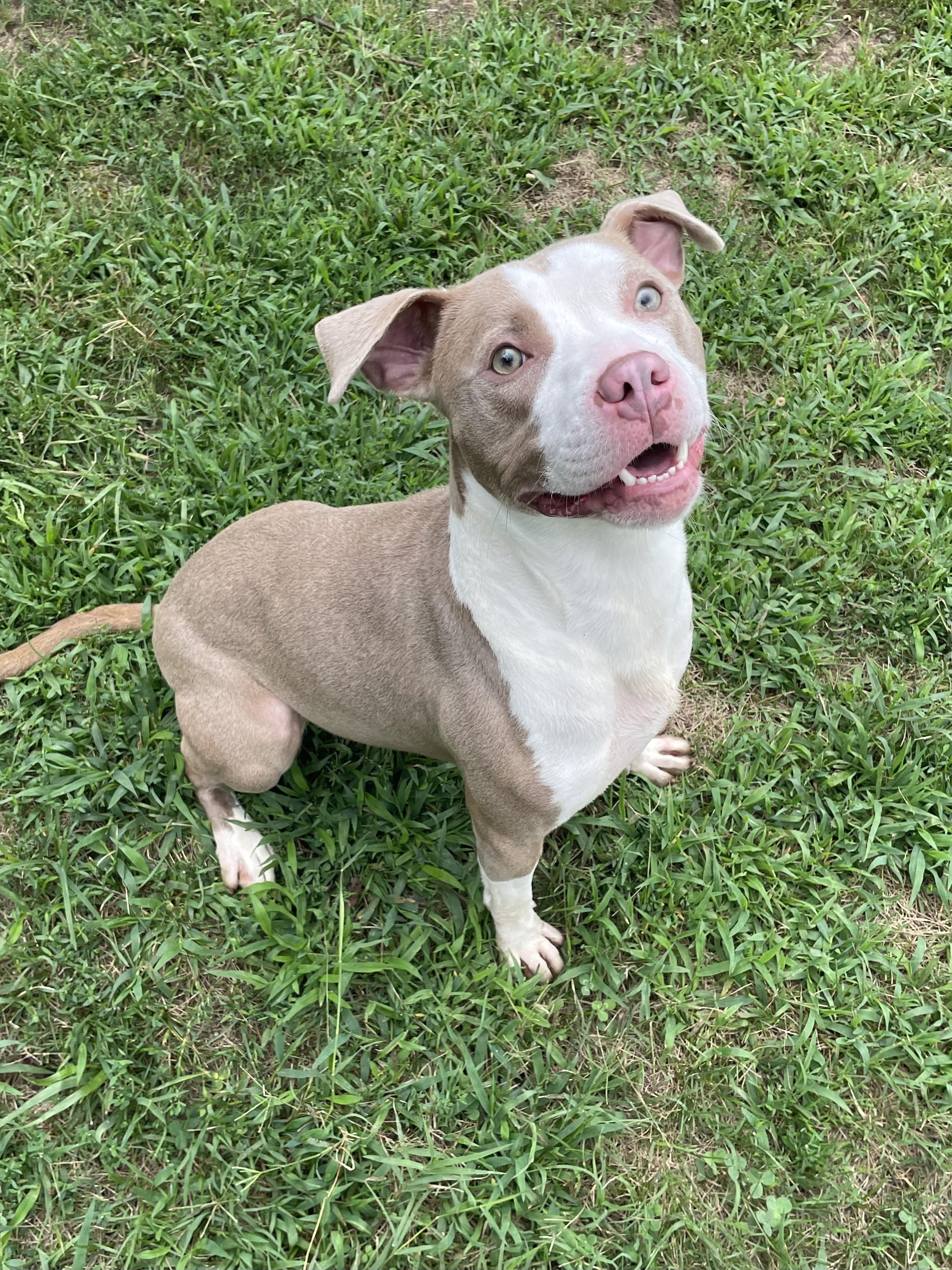 Willa, a Adoptable mixed breed in Mishawaka, IN image 4/6