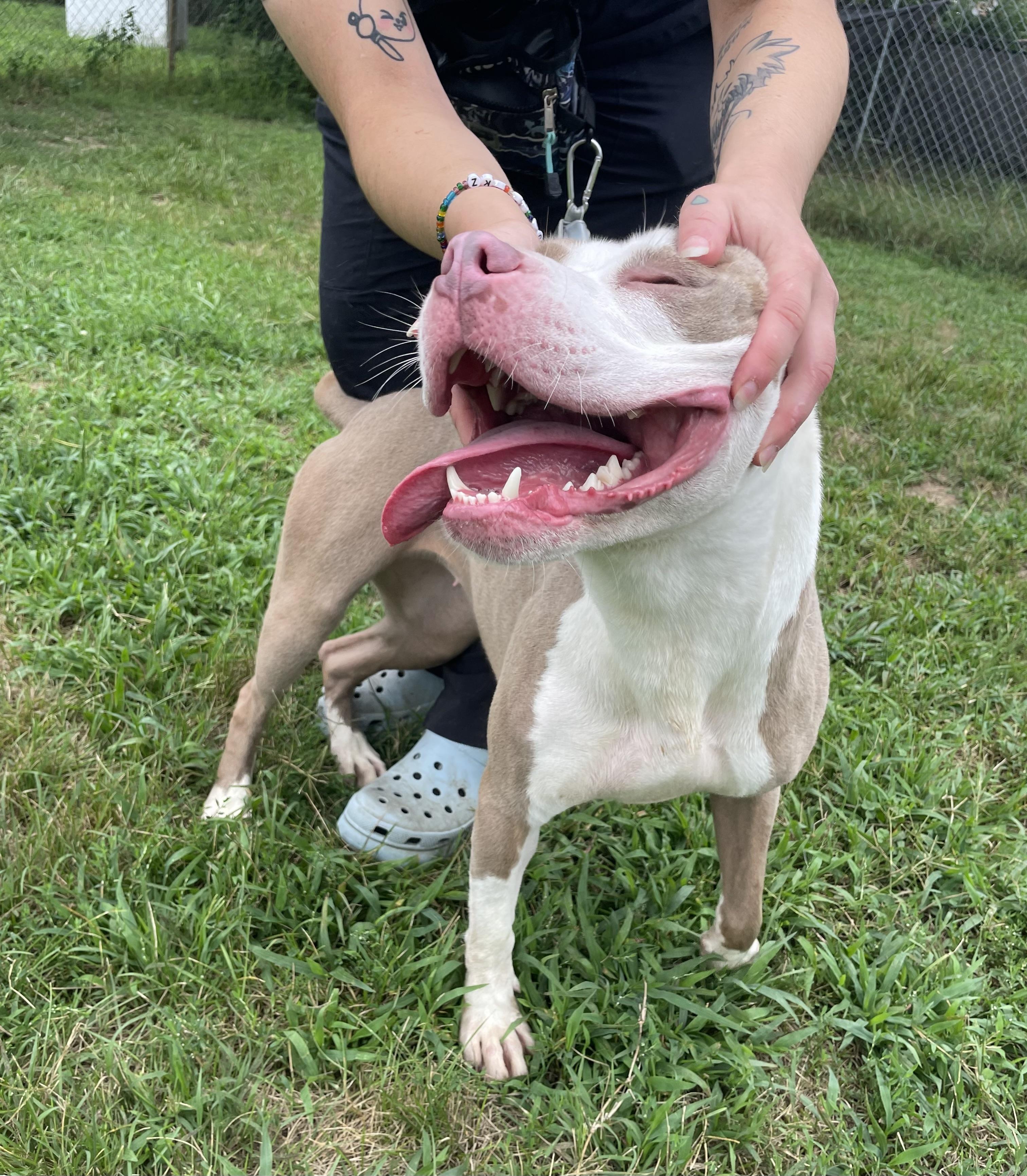 Willa, a Adoptable mixed breed in Mishawaka, IN image 5/6