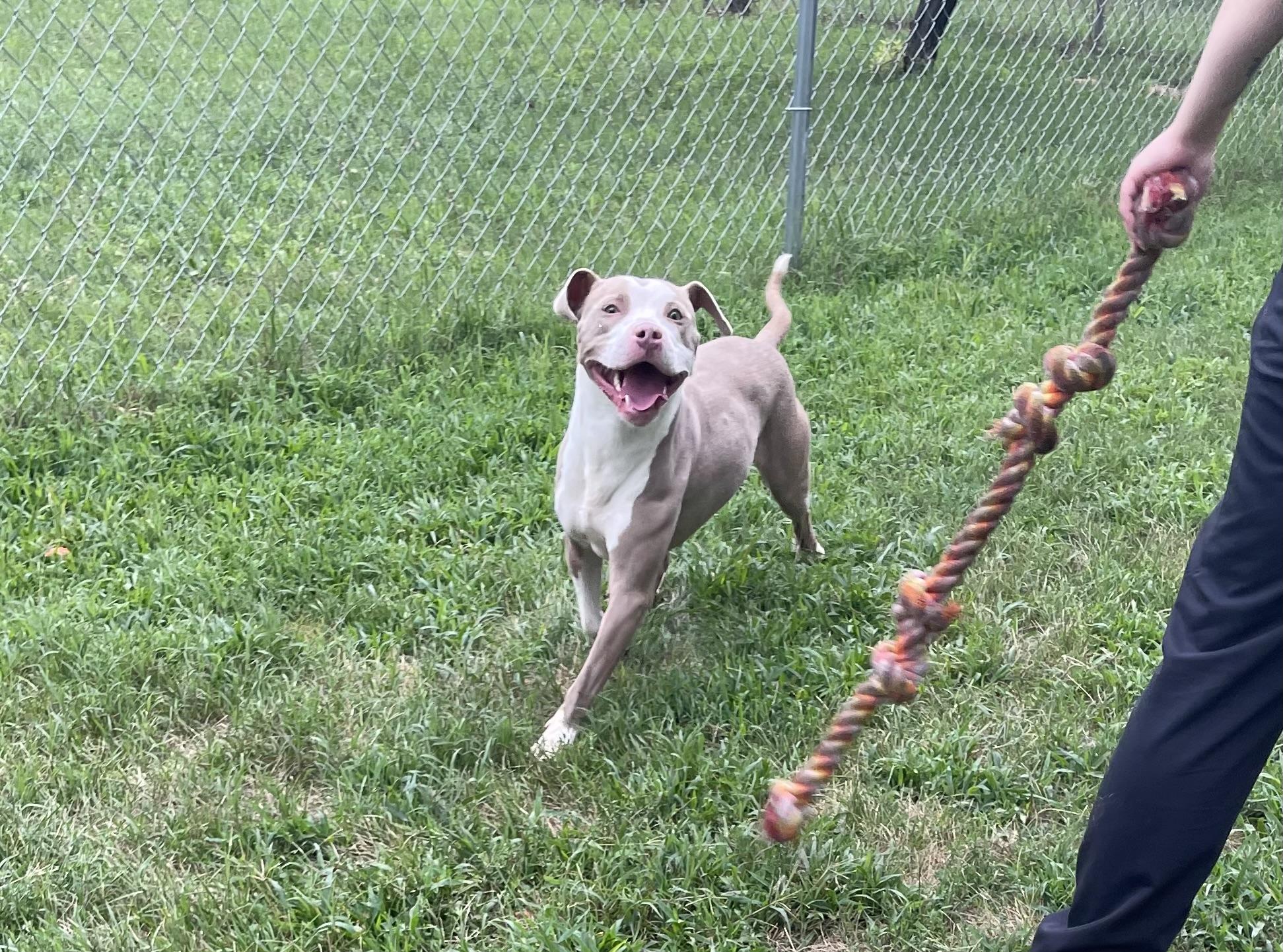 Willa, a Adoptable mixed breed in Mishawaka, IN image 6/6