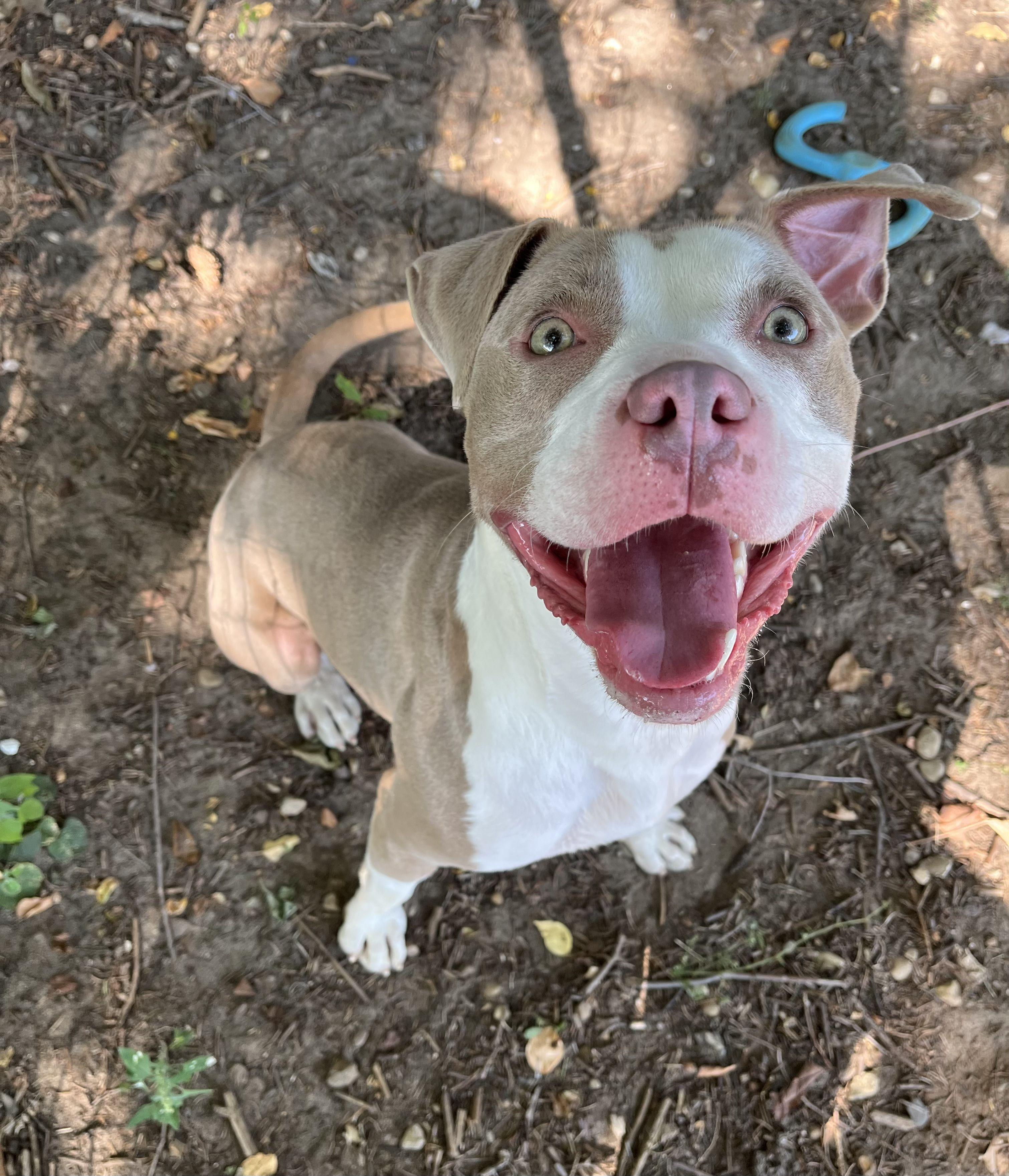 Willa, Adoptable, Adult Female Mixed Breed.