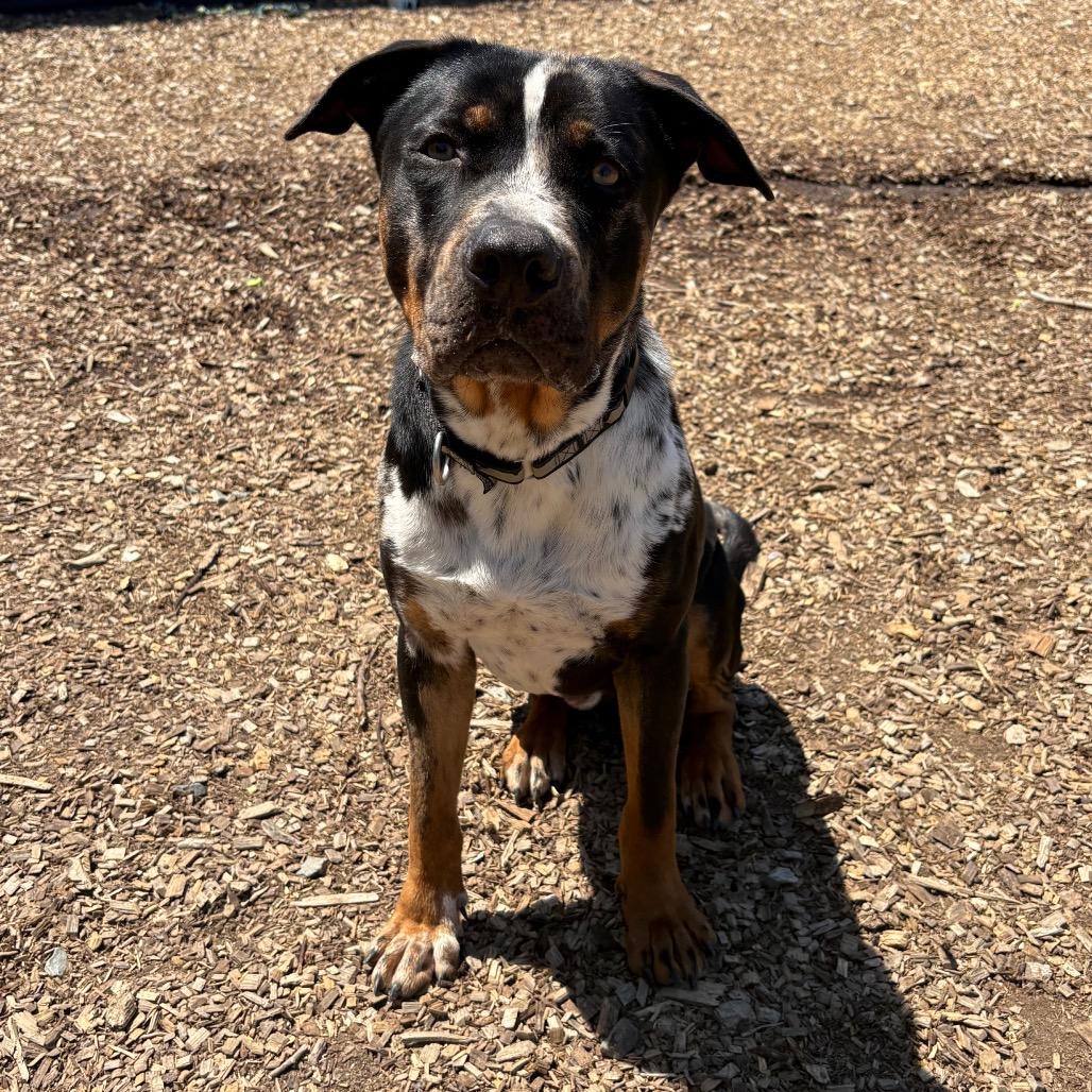 Shoney- half of my adoption fee is sponored thanks to John V, a Adoptable Mixed Breed in Wappingers Falls, NY image 2/6