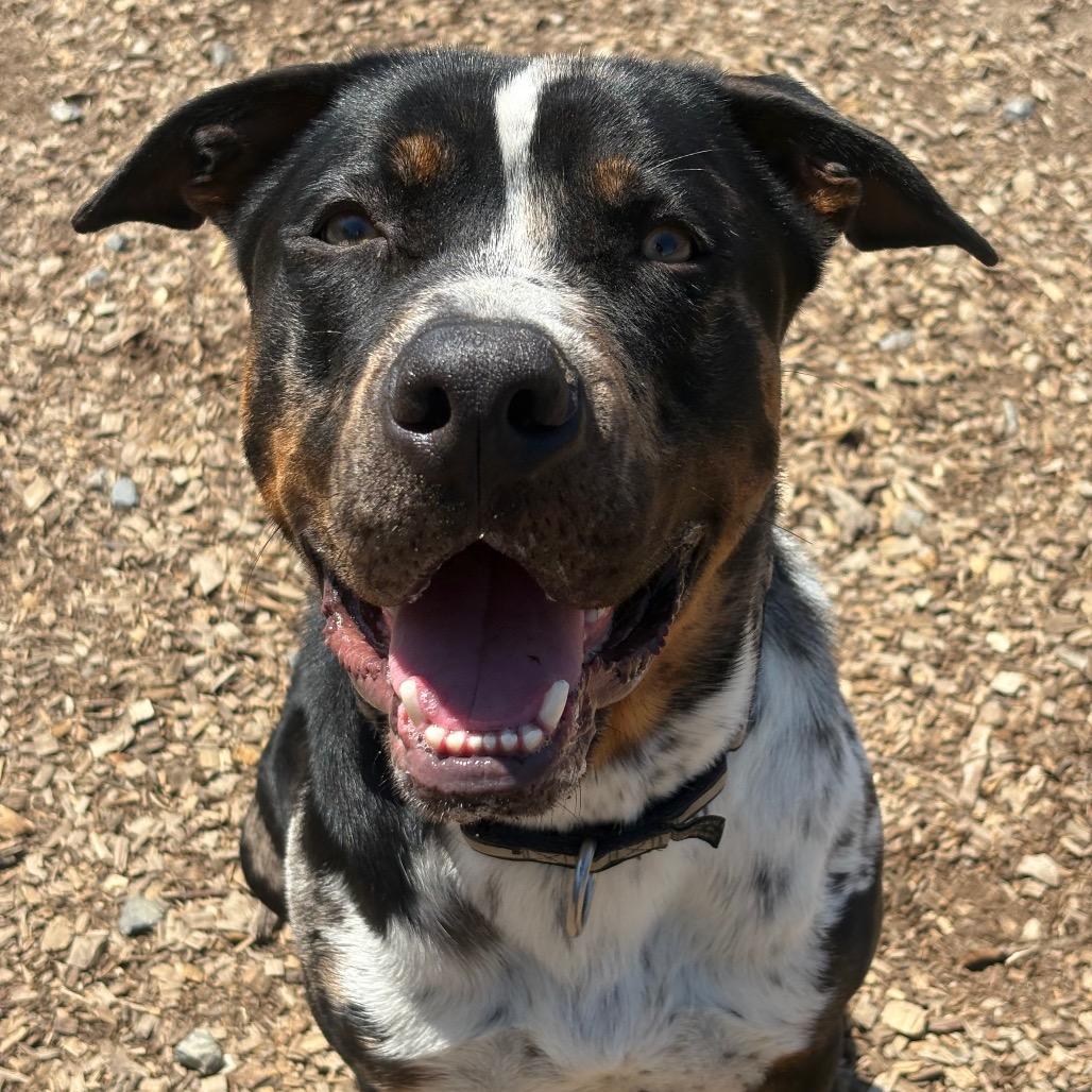 Shoney- half of my adoption fee is sponored thanks to John V, a Adoptable Mixed Breed in Wappingers Falls, NY image 3/6