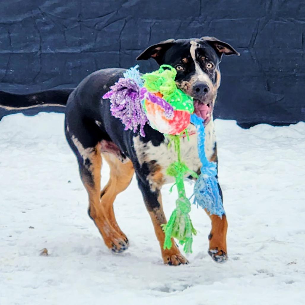 Enlarge Shoney - half of my adoption fee is sponored thanks to John V, a Adoptable Mixed Breed in Wappingers Falls, NY image 2/3