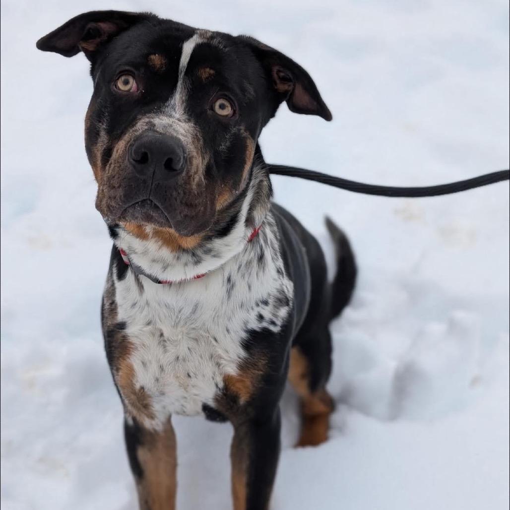 Enlarge Shoney - half of my adoption fee is sponored thanks to John V, a Adoptable Mixed Breed in Wappingers Falls, NY image 3/3