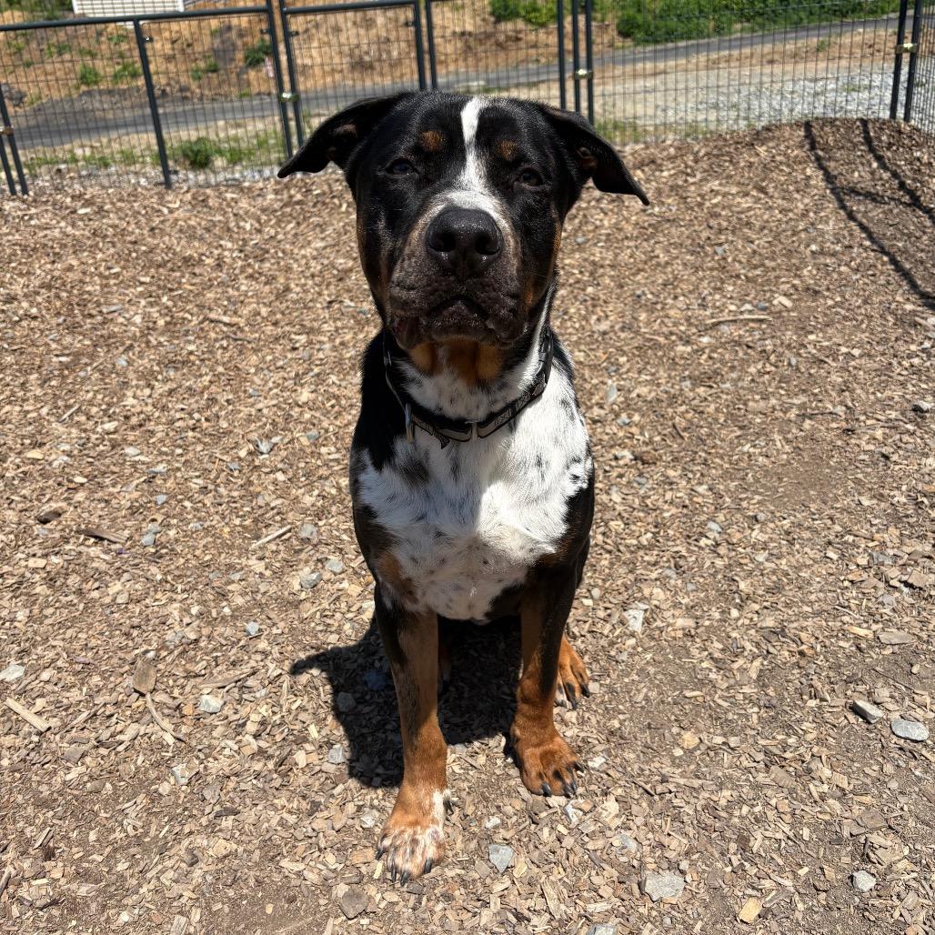 Shoney- half of my adoption fee is sponored thanks to John V, a Adoptable Mixed Breed in Wappingers Falls, NY image 6/6
