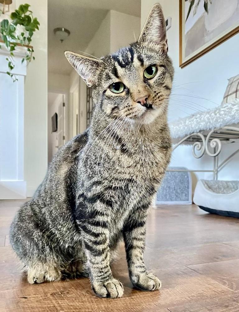 Enlarge Max, a Adoptable Domestic Short Hair in Little Rock, AR image 1/6