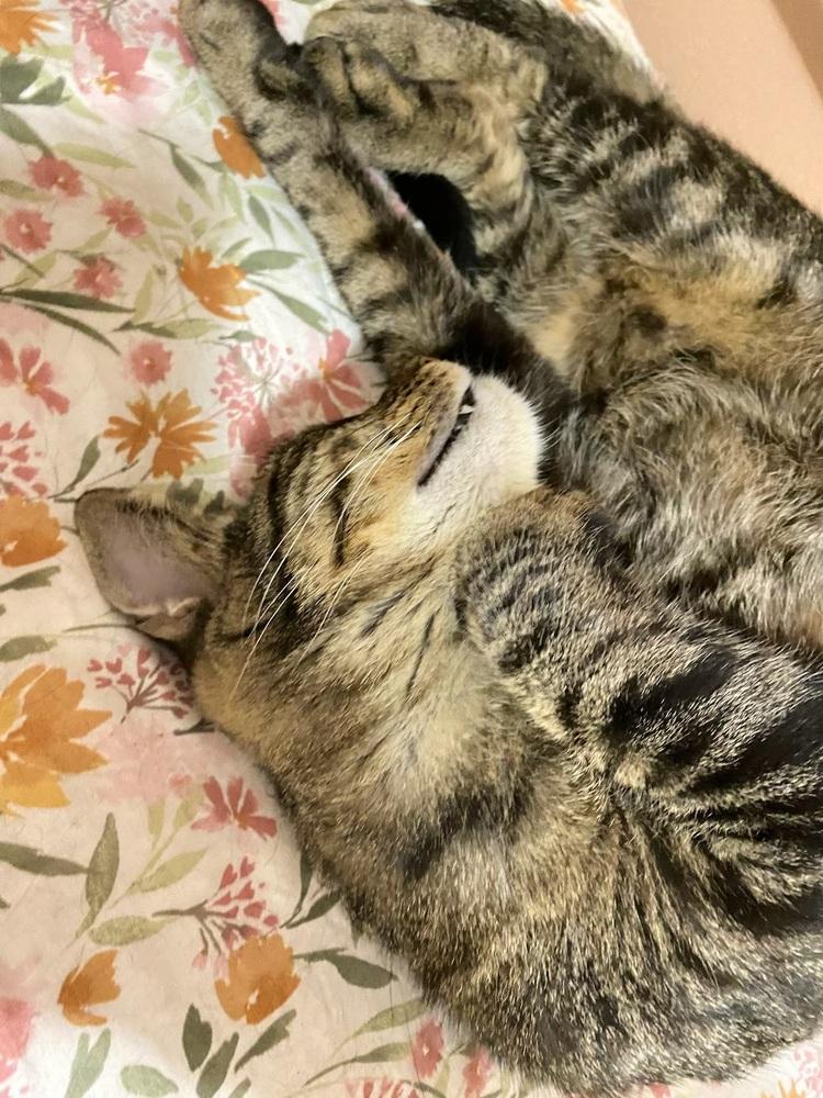 Enlarge Max, a Adoptable Domestic Short Hair in Little Rock, AR image 2/6