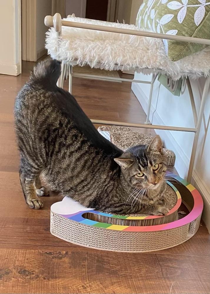 Enlarge Max, a Adoptable Domestic Short Hair in Little Rock, AR image 3/6