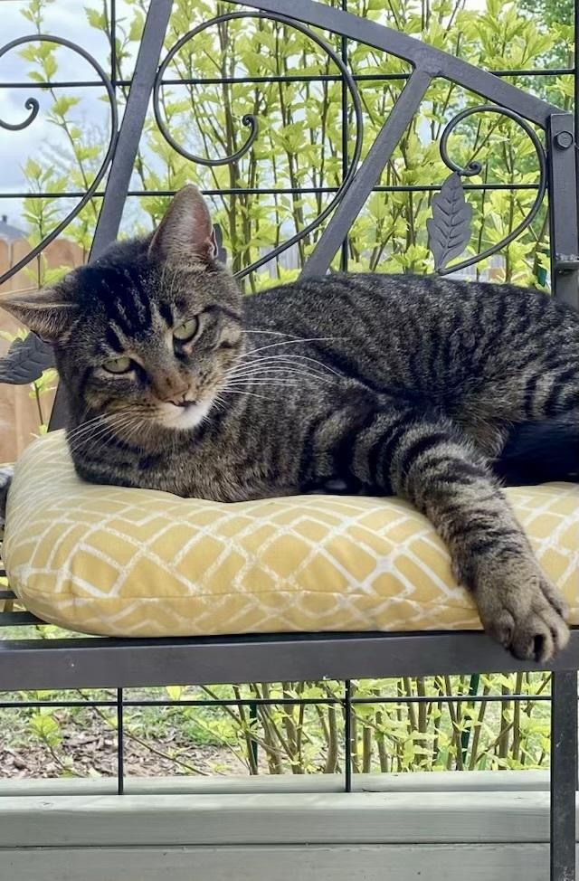 Max, Adopted, Adult Male Domestic Short Hair.