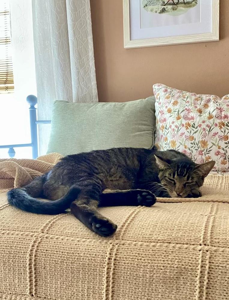 Enlarge Max, a Adoptable Domestic Short Hair in Little Rock, AR image 5/6