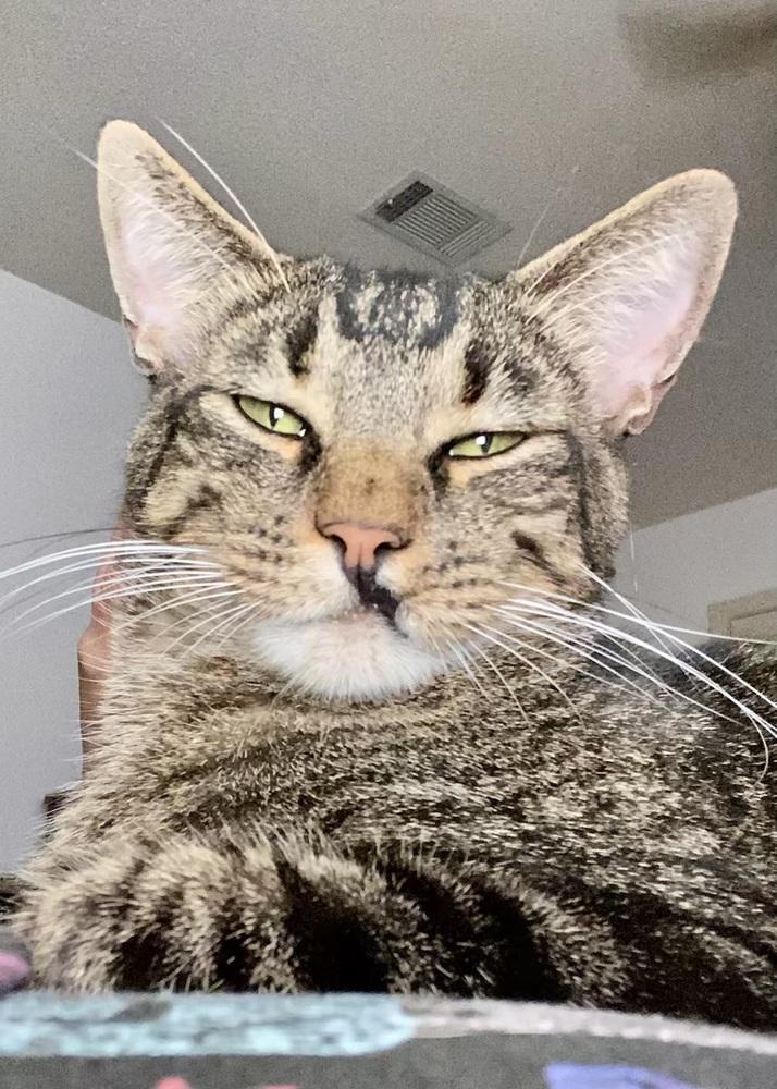 Enlarge Max, a Adoptable Domestic Short Hair in Little Rock, AR image 6/6