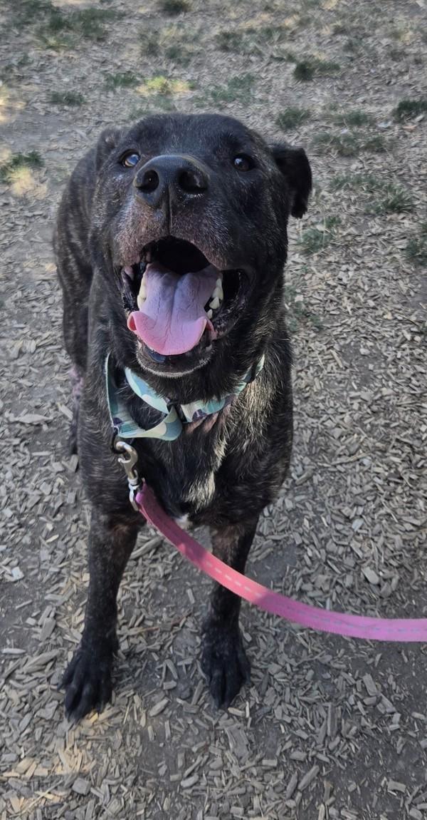 Enlarge Ira, a Adoptable mixed breed in Salem, OR image 2/2