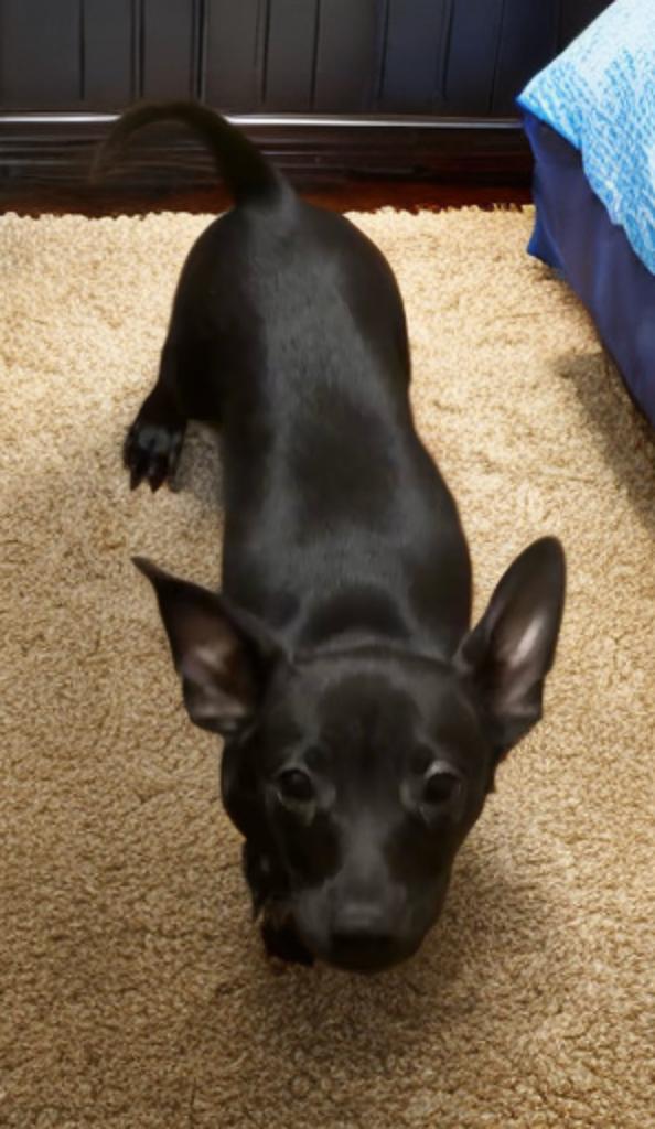 Bill, a Adoptable Chiweenie in San Antonio, TX image 3/4