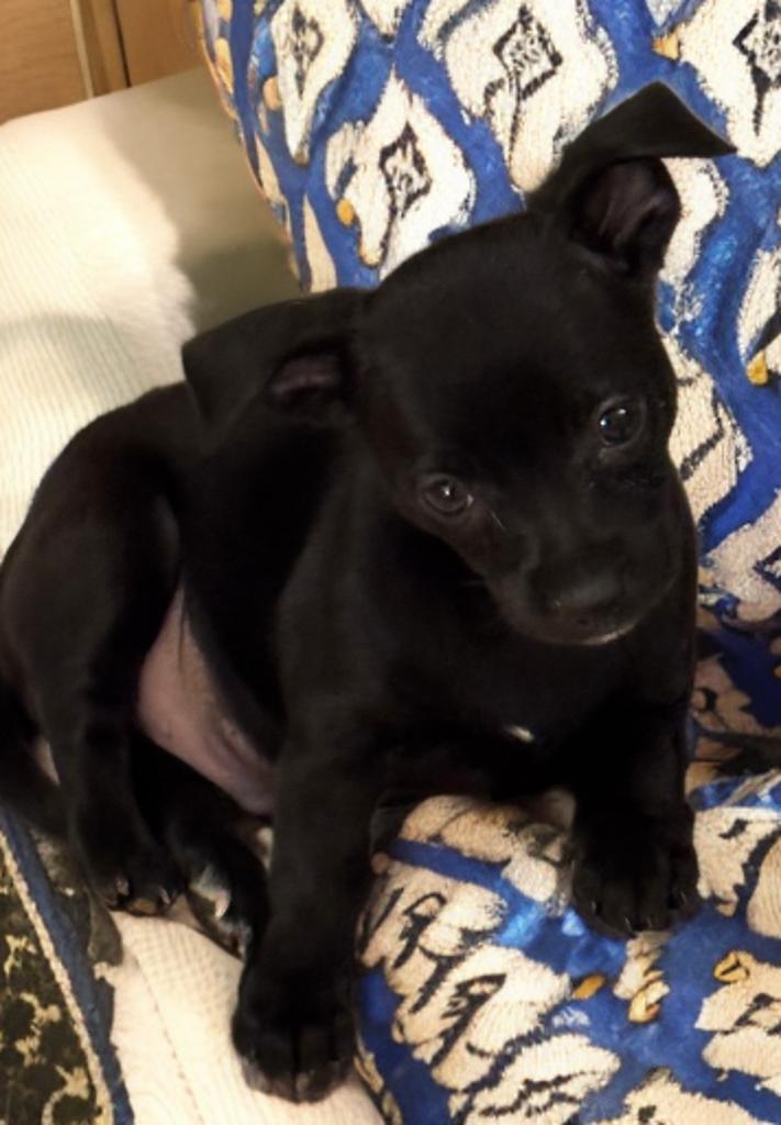 Bill, an adoptable Chiweenie in San Antonio, TX, 78218 | Photo Image 4
