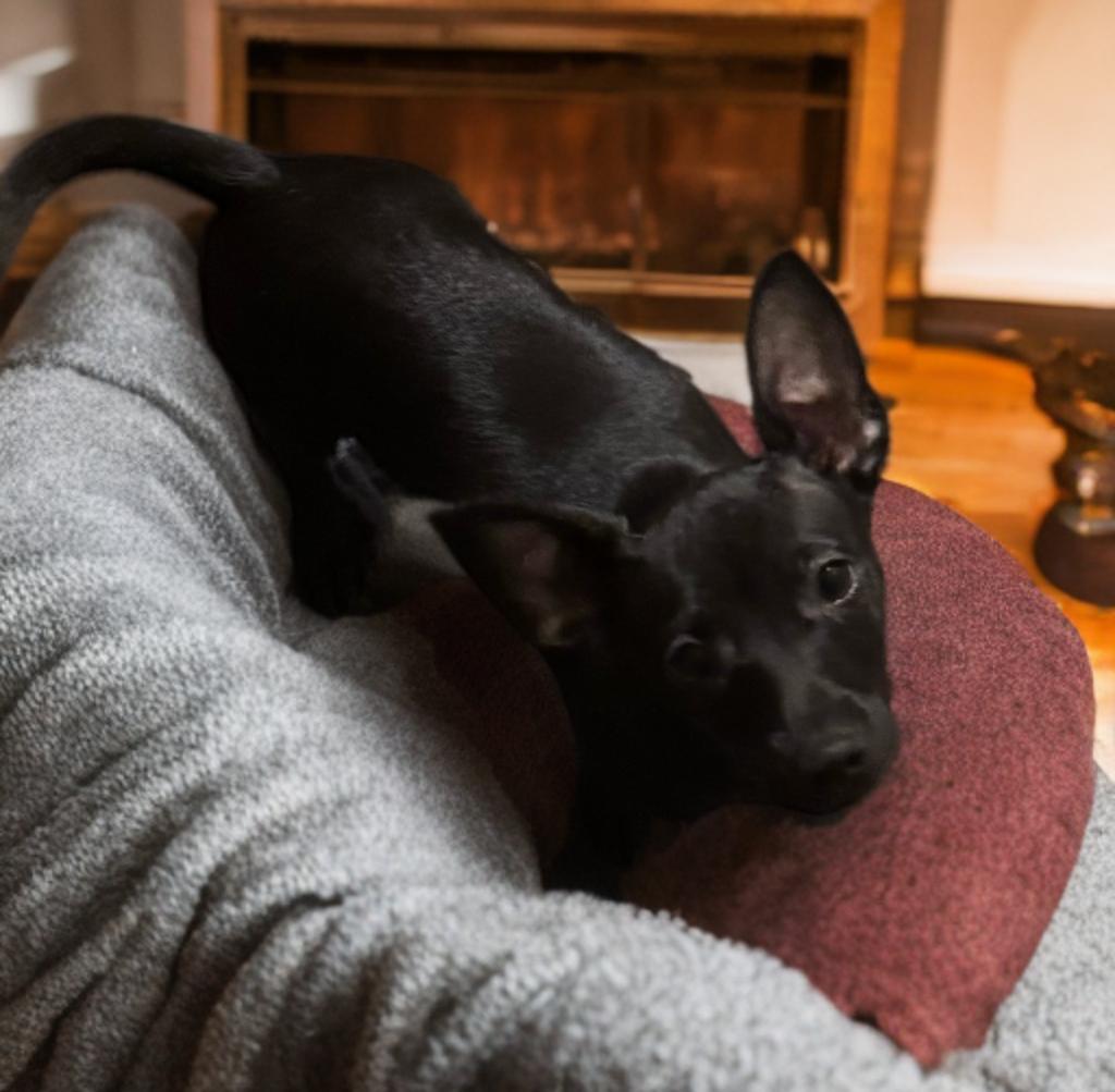 Bill, an adoptable Chiweenie in San Antonio, TX, 78218 | Photo Image 1
