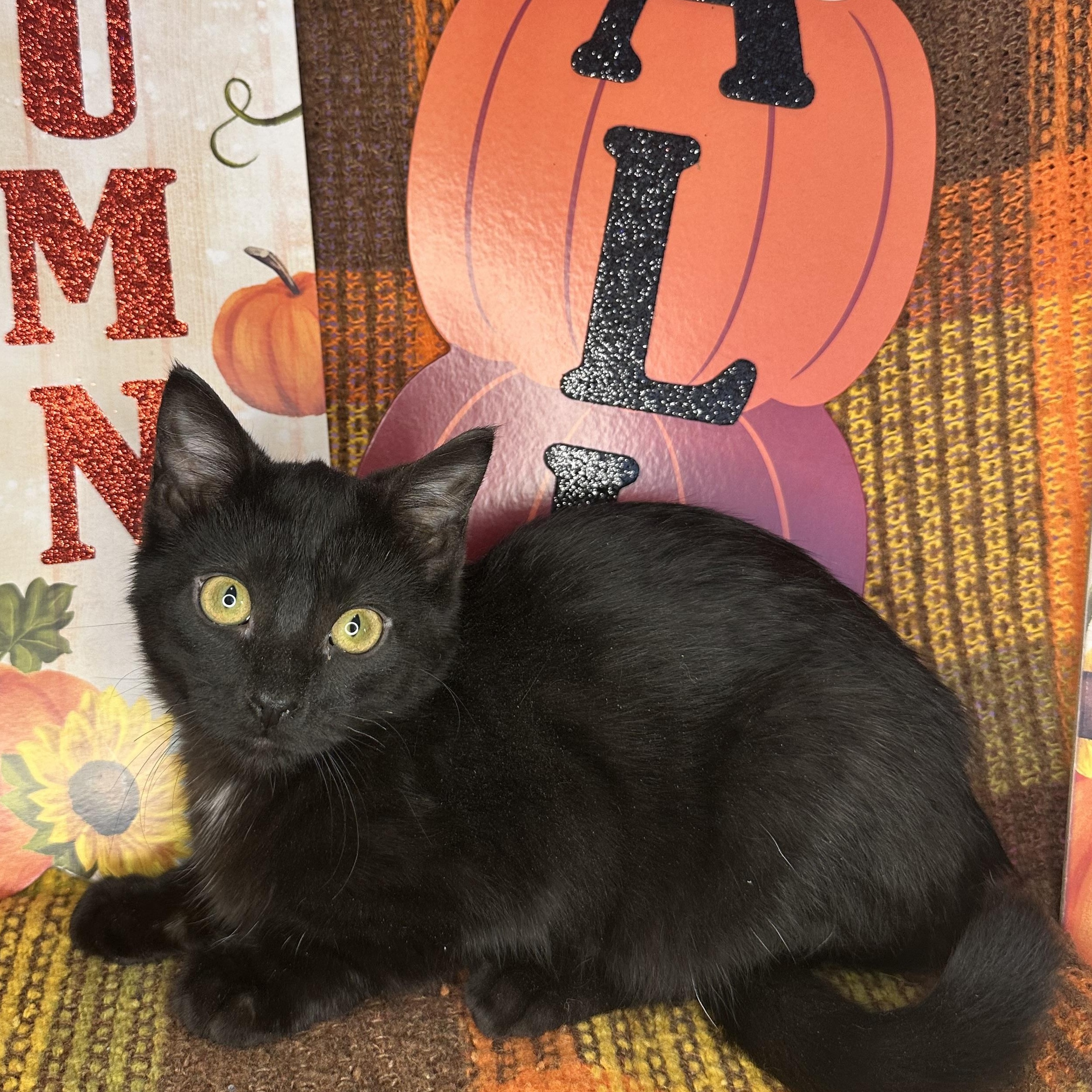 Carmelo, an adoptable Bombay, Burmese in Mount Vernon, IL, 62864 | Photo Image 6
