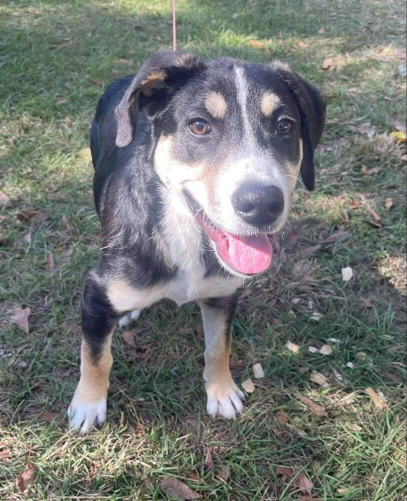 Enlarge Bates, a Adoptable Shepherd in Troy, AL image 1/1
