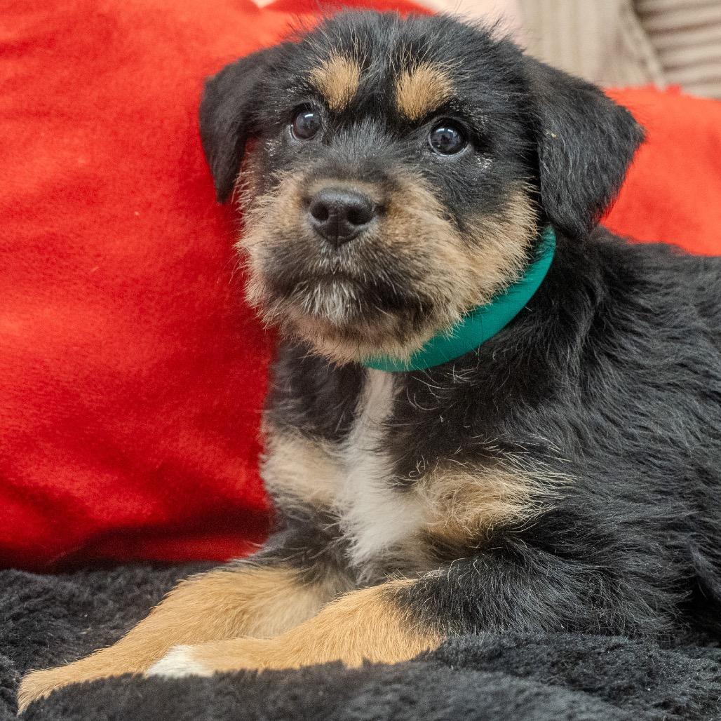 Hazelnut, Adoptable, Puppy Female Wirehaired Terrier.
