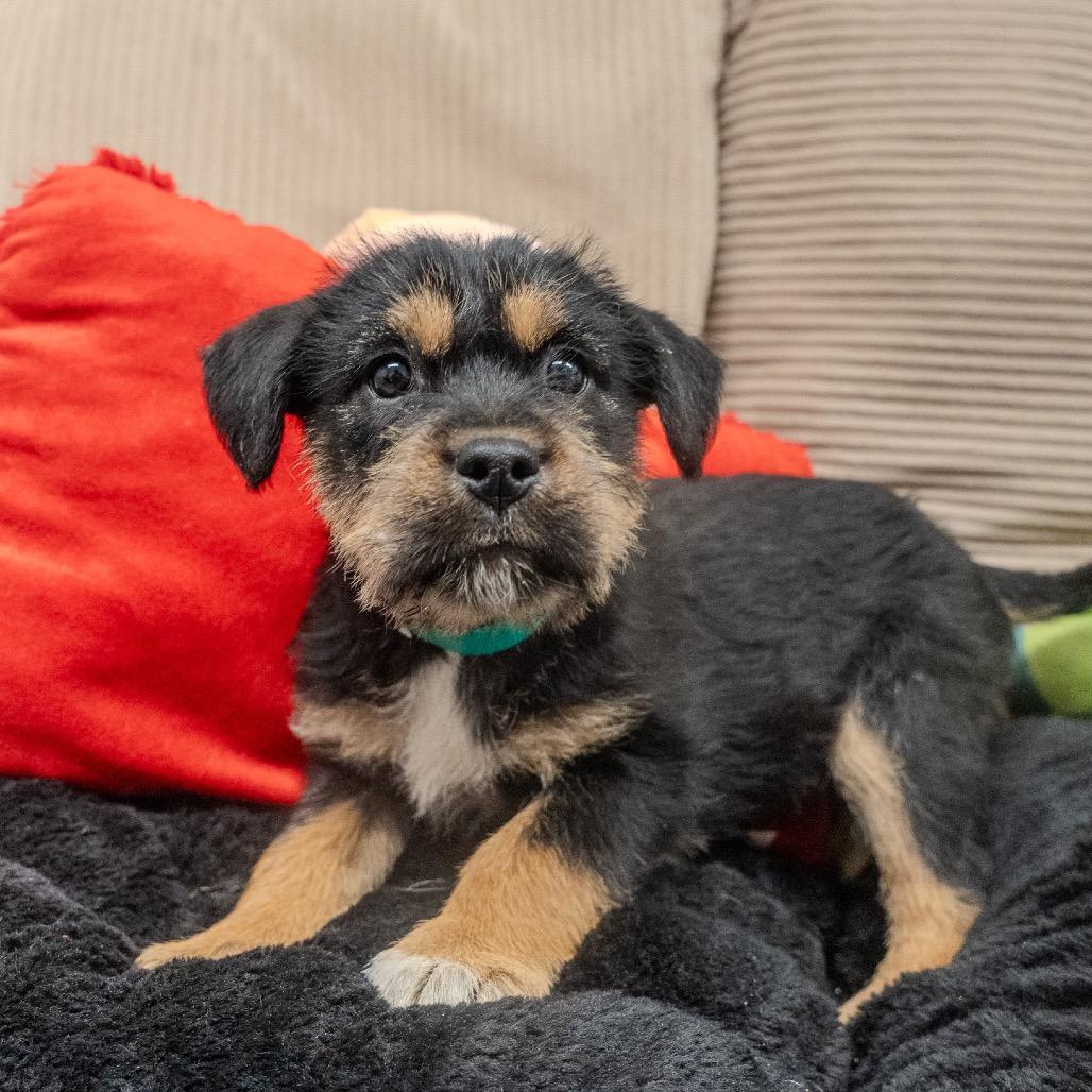 Enlarge Hazelnut, a Adoptable mixed breed in Pawling, NY image 2/6