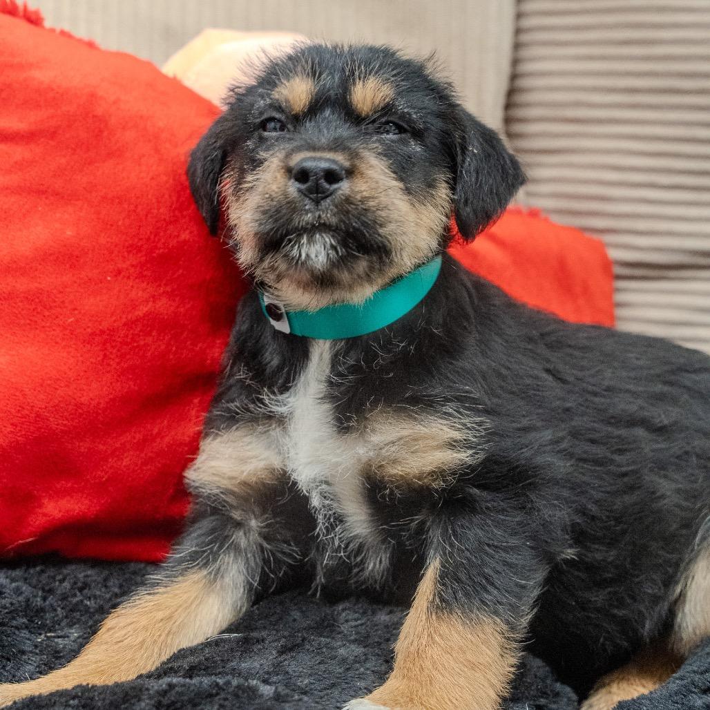 Enlarge Hazelnut, a Adoptable mixed breed in Pawling, NY image 3/6