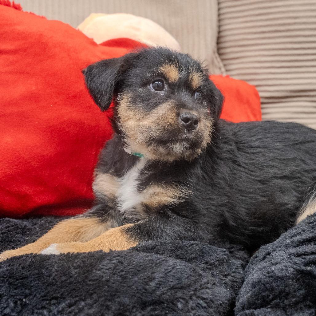 Enlarge Hazelnut, a Adoptable mixed breed in Pawling, NY image 4/6