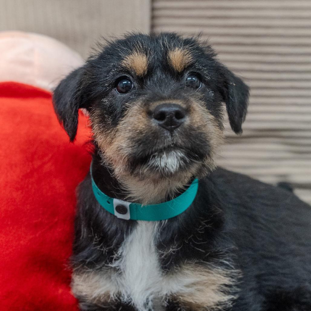 Enlarge Hazelnut, a Adoptable mixed breed in Pawling, NY image 5/6