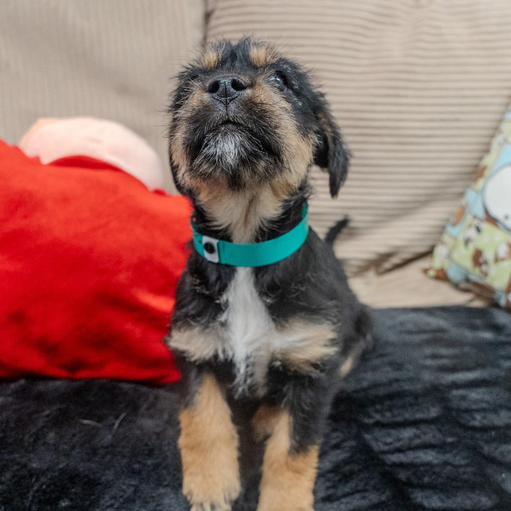 Enlarge Hazelnut, a Adoptable mixed breed in Pawling, NY image 6/6