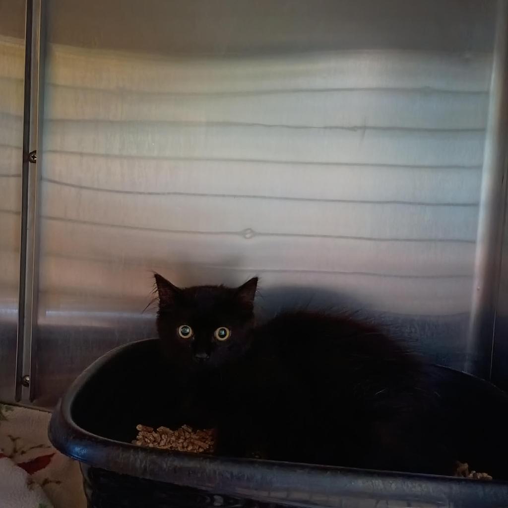 Figaro, Adoptable, Kitten Male Domestic Long Hair.