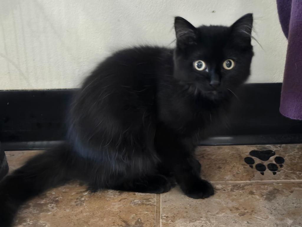 Enlarge Figaro, a Adoptable mixed breed in Ashland, WI image 2/4