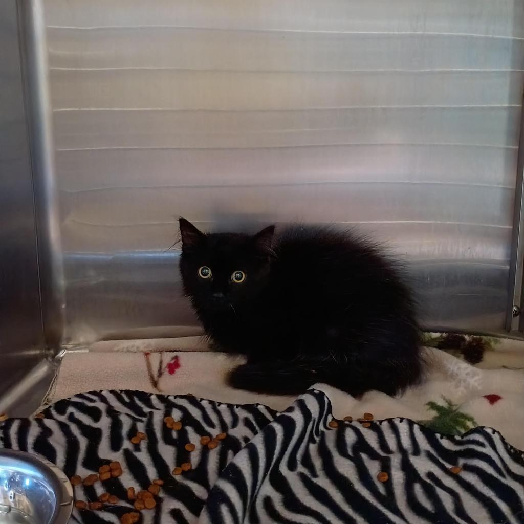 Enlarge Figaro, a Adoptable mixed breed in Ashland, WI image 4/4