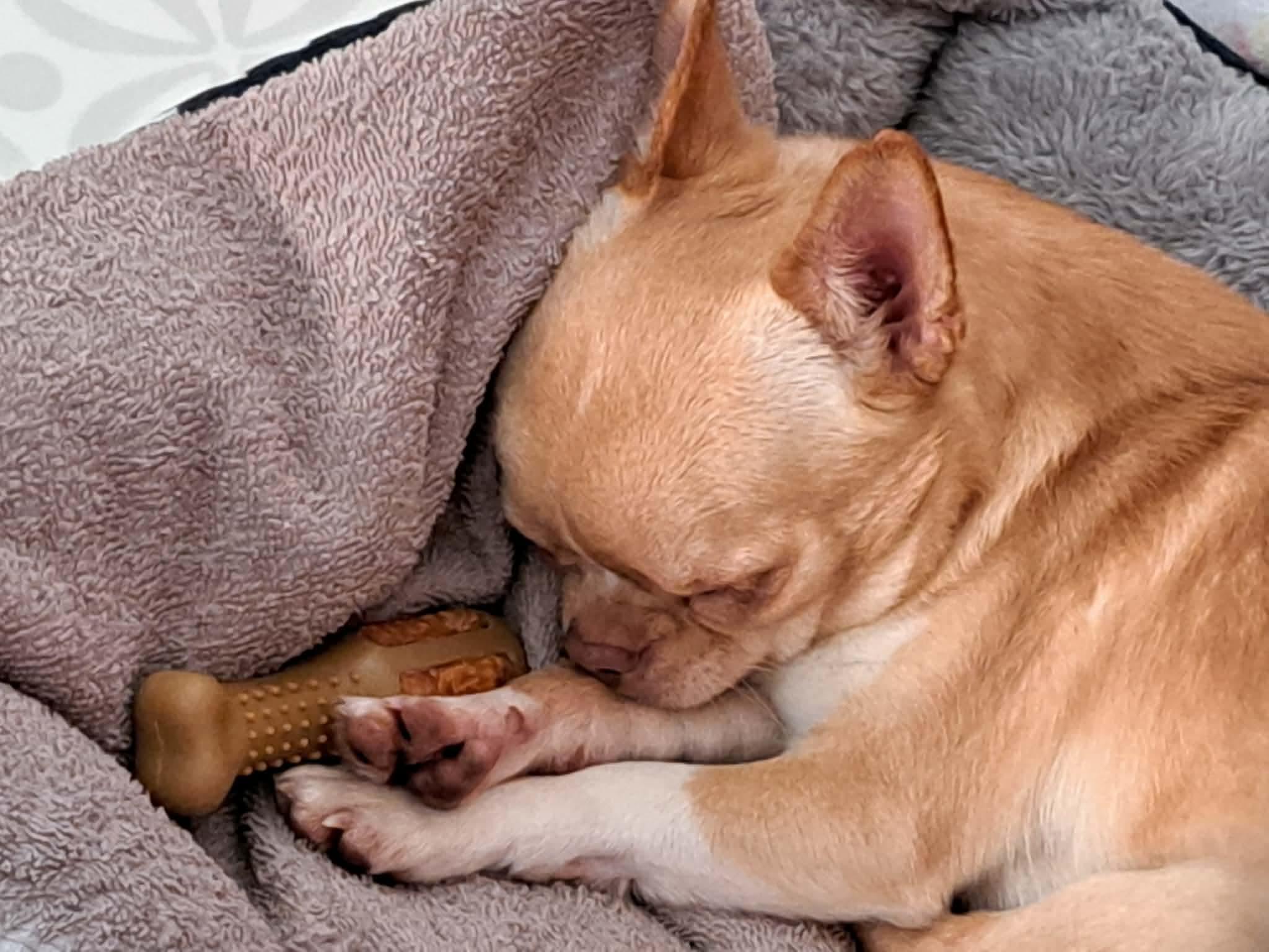 Bean, adopted, Young Male Chihuahua.