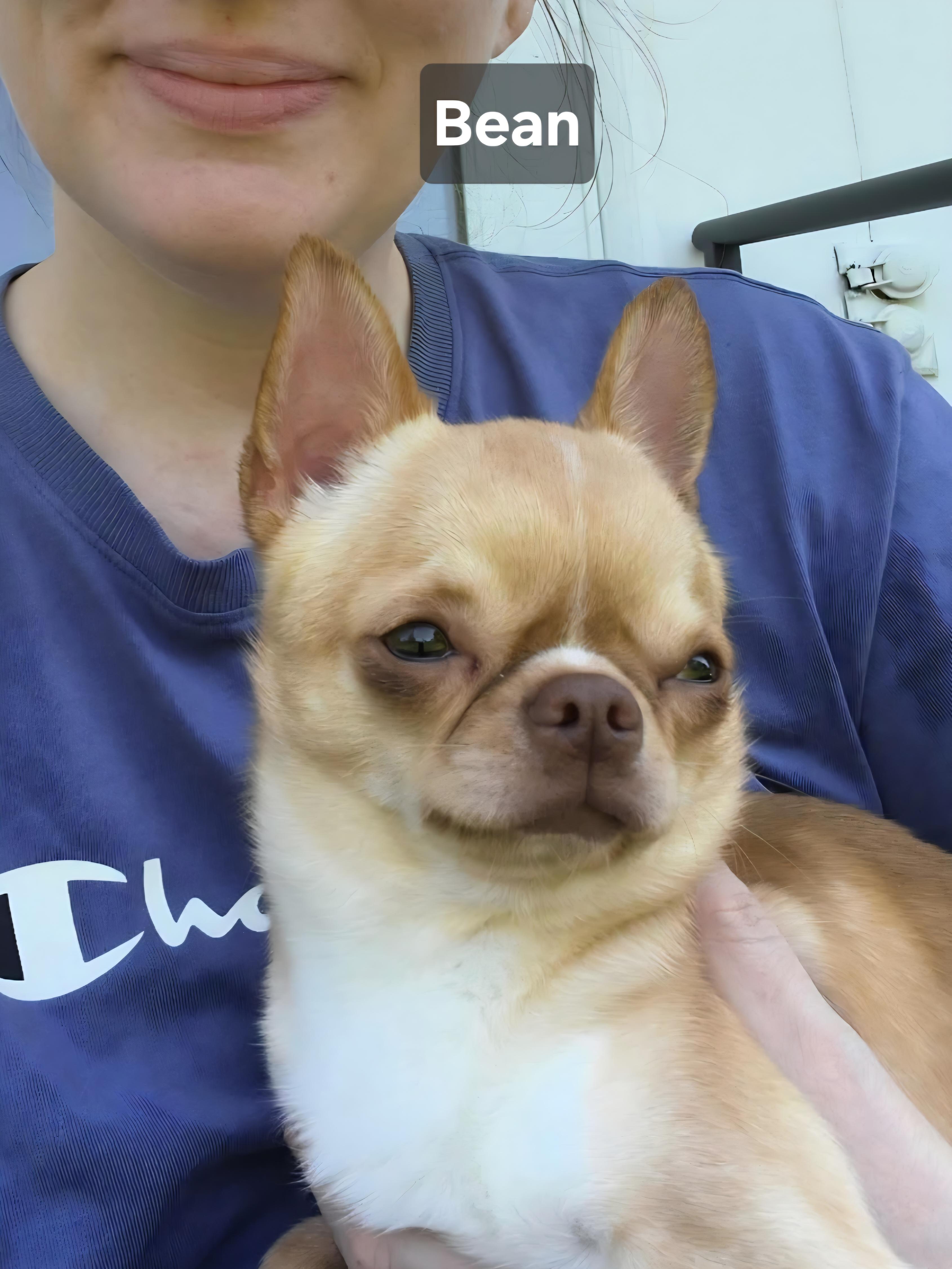 Enlarge Bean, an adopted Chihuahua in Wever, IA image 5/6