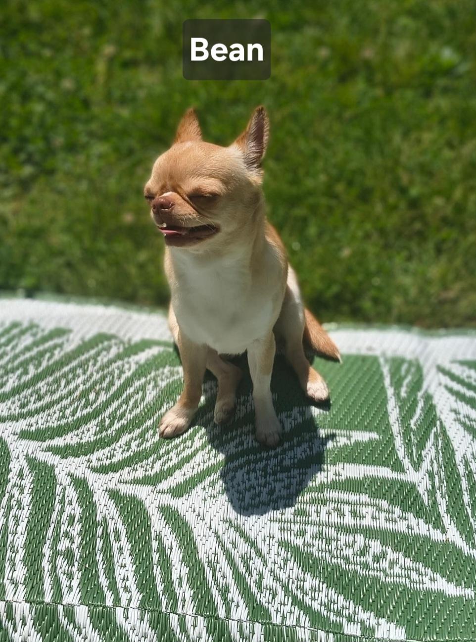 Enlarge Bean, an adopted Chihuahua in Wever, IA image 4/6