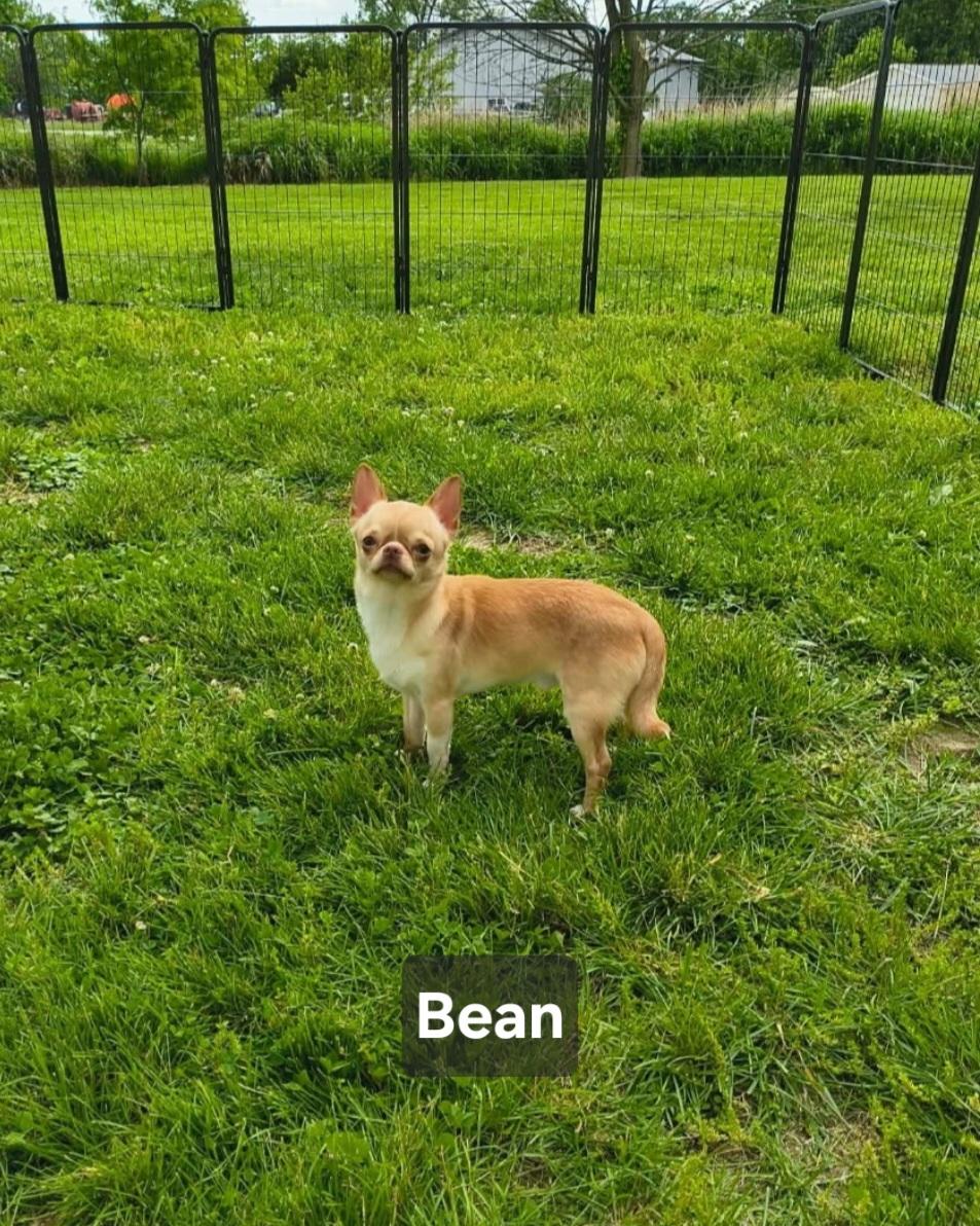 Enlarge Bean, an adopted Chihuahua in Wever, IA image 3/6