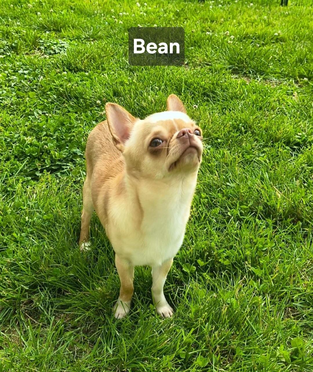 Enlarge Bean, an adopted Chihuahua in Wever, IA image 6/6
