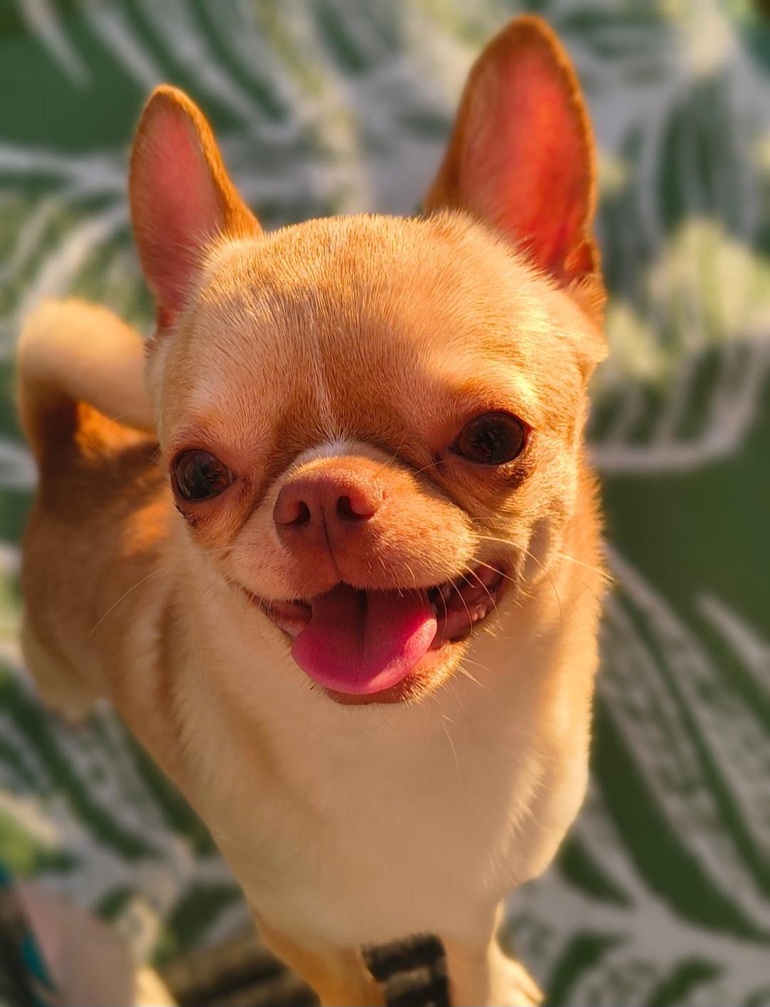 Enlarge Bean, an adopted Chihuahua in Wever, IA image 2/6
