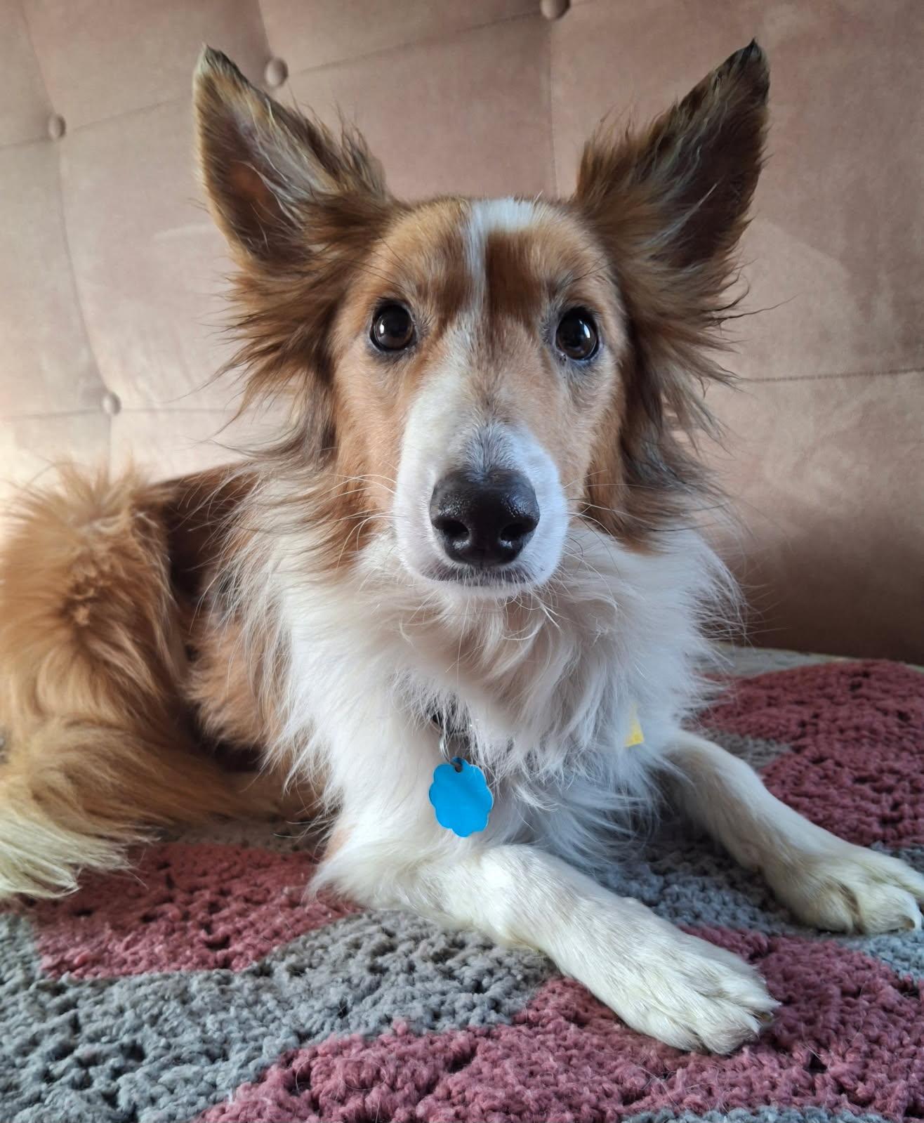 JB, Adoptable, Young Male Shetland Sheepdog / Sheltie.