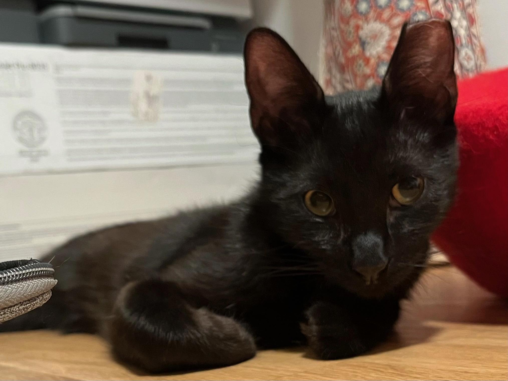 Mulholland, Young Male American Shorthair