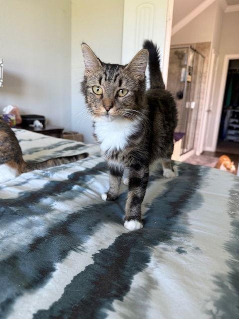 Bubbles, a Adopted Tabby in Plano, TX image 1/2