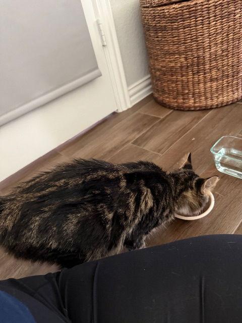 Bubbles, a Adopted Tabby in Plano, TX image 2/2