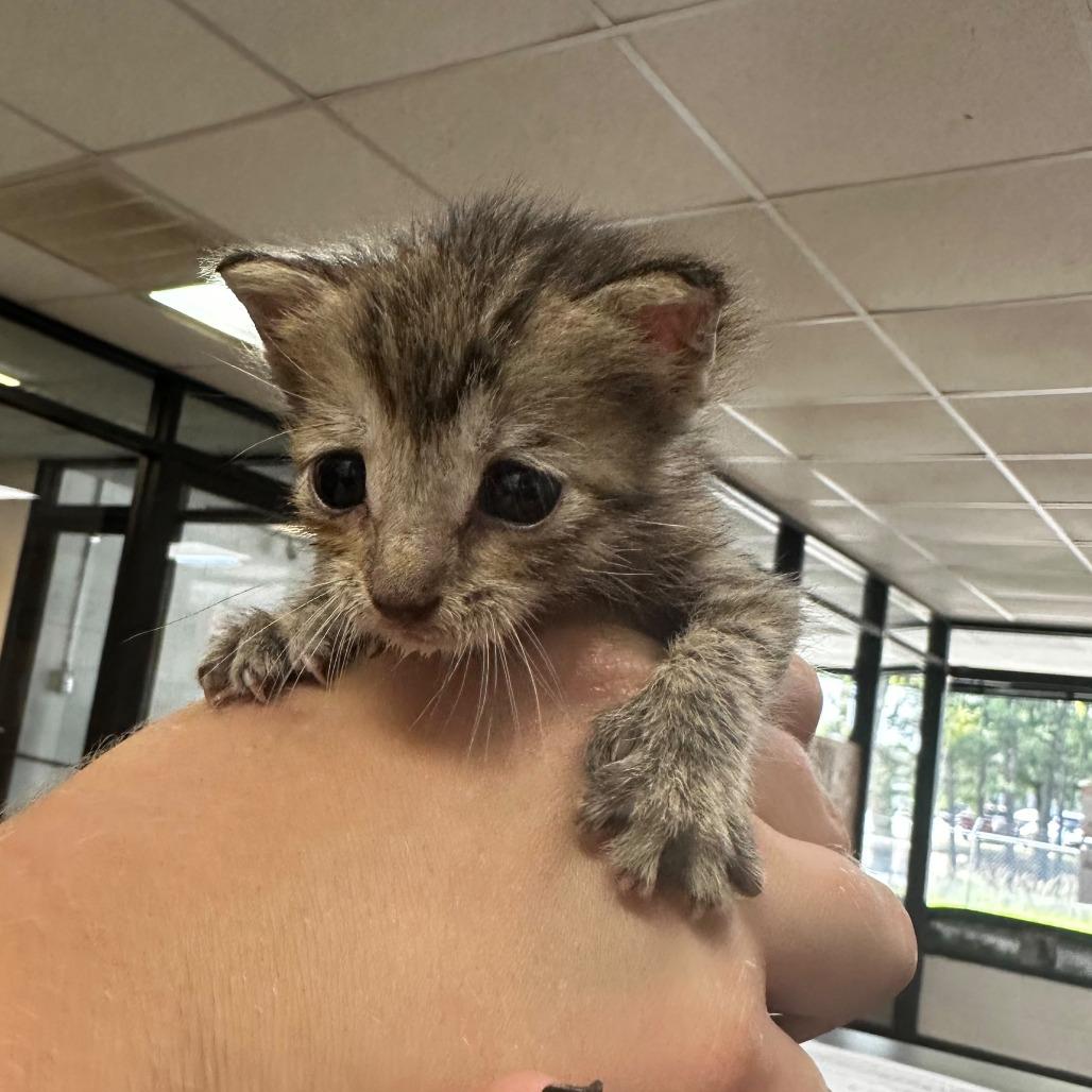 Cinderelly, Adoptable, Kitten Female Extra-Toes Cat / Hemingway Polydactyl.