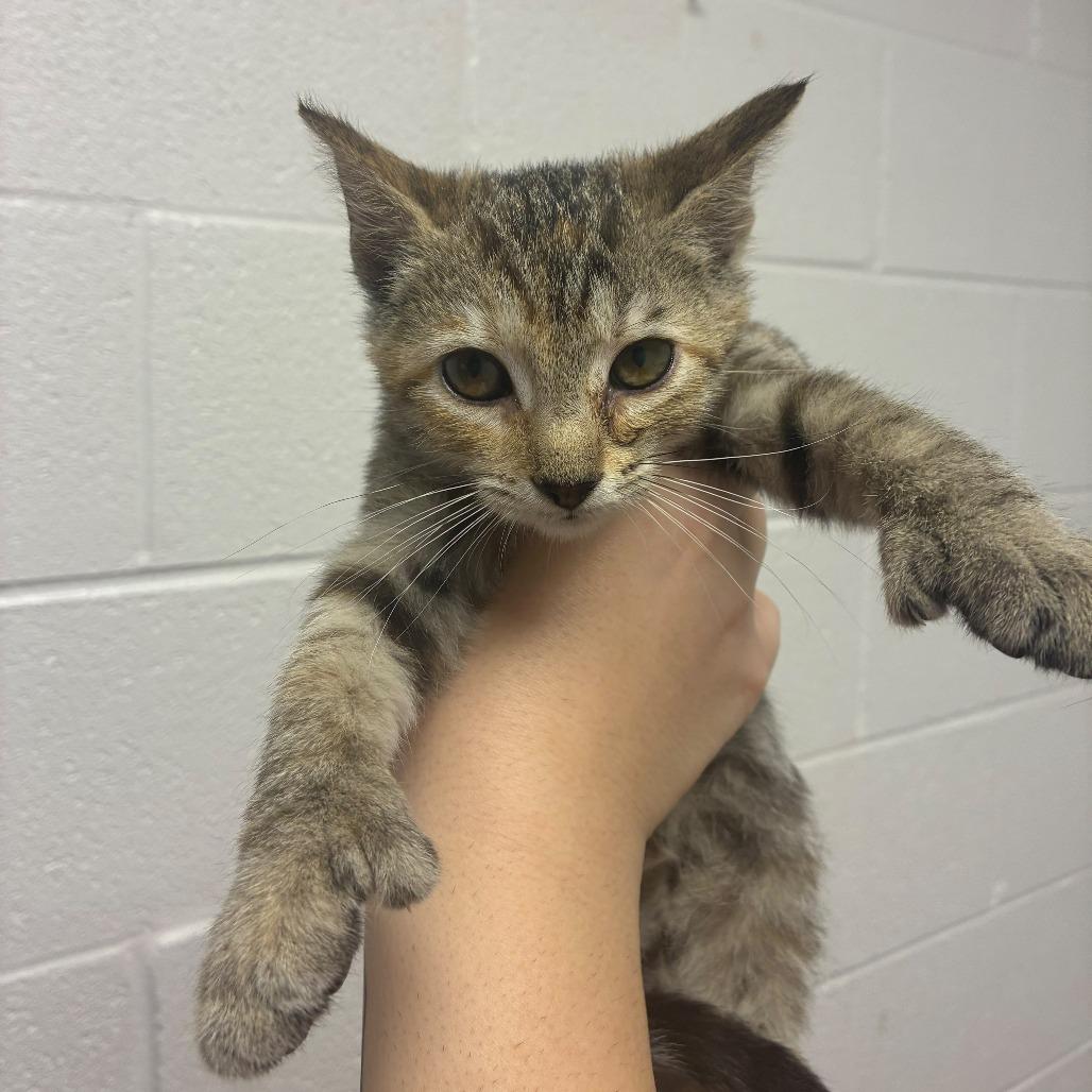 Enlarge Cinderelly, a Adoptable Extra-Toes Cat / Hemingway Polydactyl in Gadsden, AL image 2/2