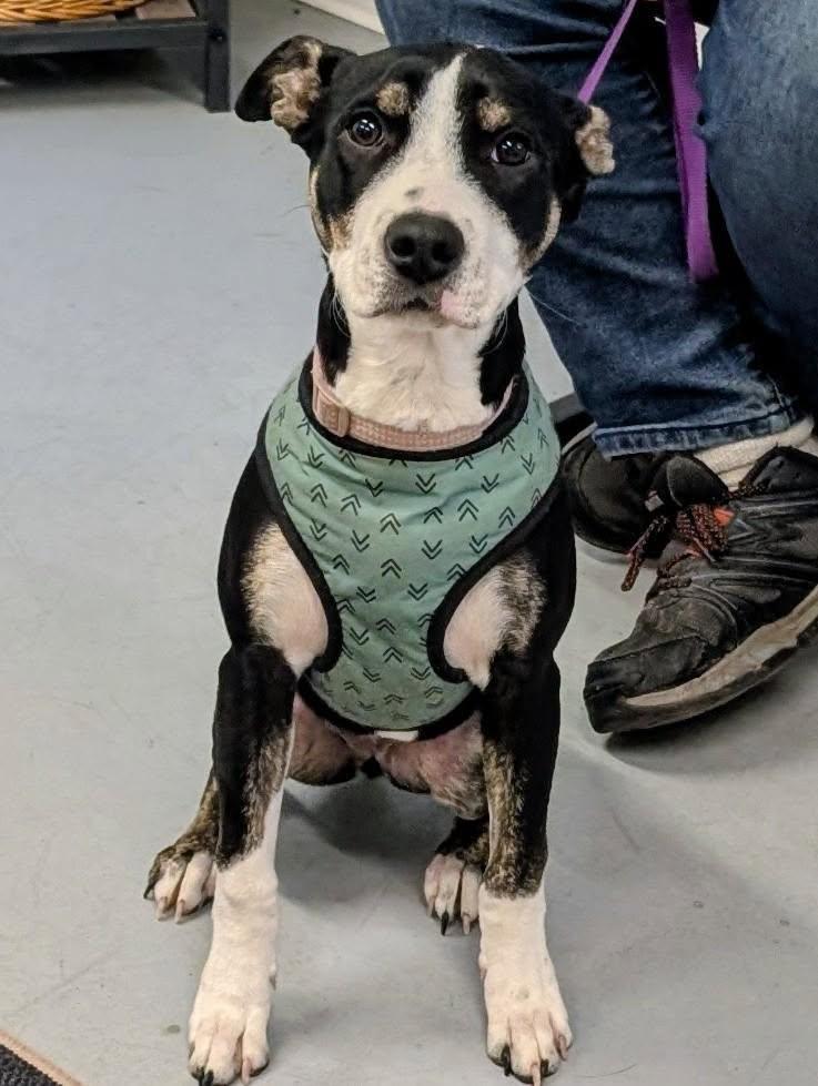 Kona photo
